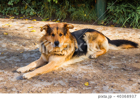 Sheepdog lies on the ground Sheepdog lies on the ground 40368937