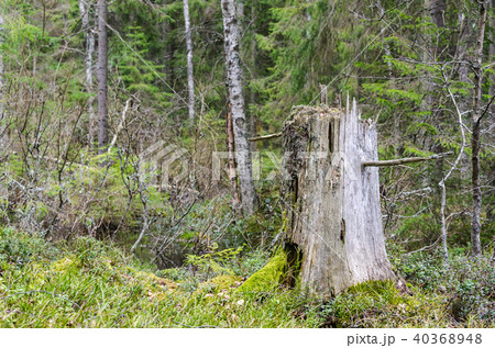 Old weathered tree stump Old weathered tree stump 40368948