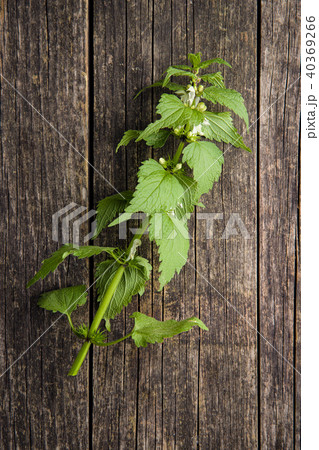 White dead nettle White dead nettle 40369266