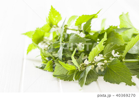 White dead nettle White dead nettle 40369270