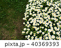 White flowers on the green grass background in the park 40369393
