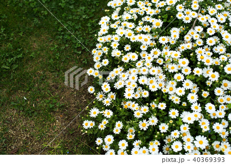 White flowers on the green grass background in the park 40369393