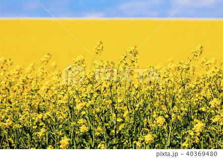 Field of Yellow Rape in Spring and Blue Sky. Field of Yellow Rape in Spring and Blue Sky. 40369480