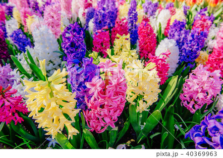 Group of beautiful multicolored hyacinths. Holland. 40369963