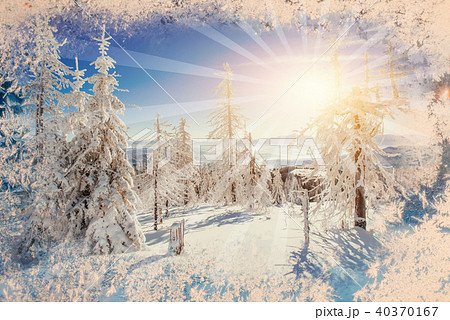 Magical Winter Snow Covered Tree Background の写真素材
