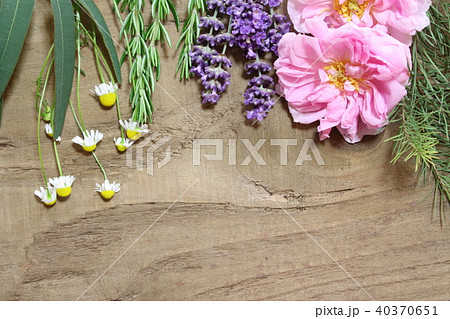 香りの植物 香りの植物 40370651