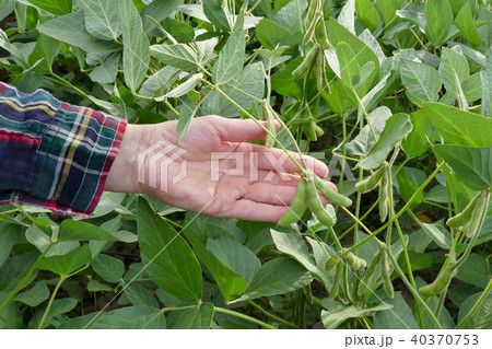 Farmer examining soy bean plants in field Farmer examining soy bean plants in field 40370753