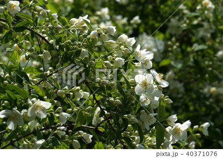 バイカウツギ バイカウツギ 40371076