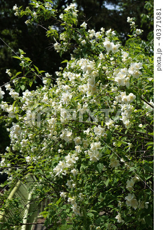 バイカウツギ バイカウツギ 40371081