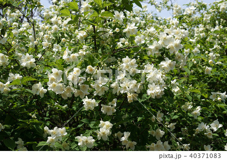 バイカウツギ バイカウツギ 40371083