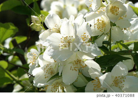 バイカウツギ バイカウツギ 40371088