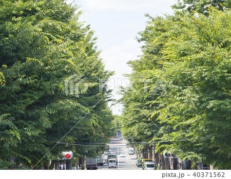 杉並区の阿佐ヶ谷駅を南北に走る中杉通り(東京都杉並区) 杉並区の阿佐ヶ谷駅を南北に走る中杉通り(東京都杉並区) 40371562