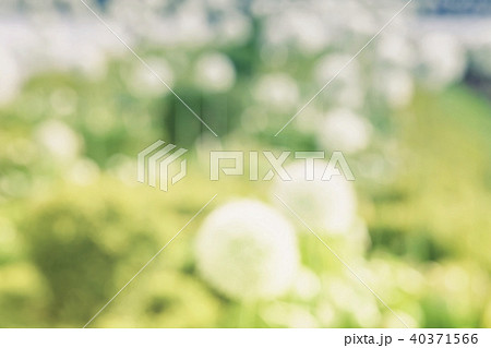 Blurred Allium, white dandelions, sunny day in park, soft light summer abstract backdrop 40371566