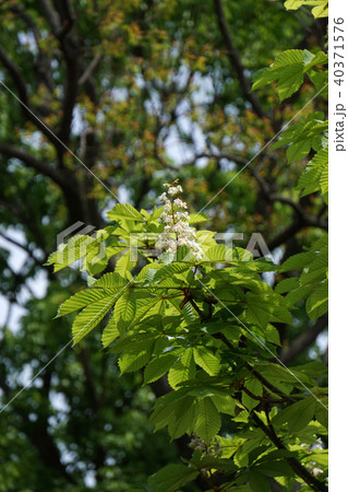 セイヨウトチノキ セイヨウトチノキ 40371576