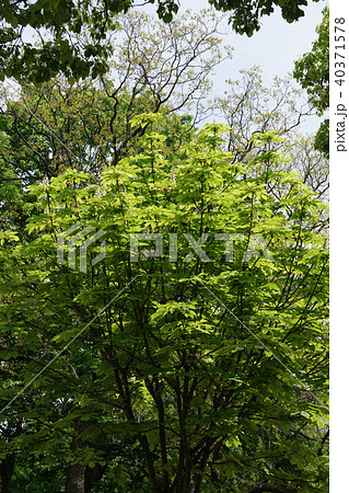 セイヨウトチノキ セイヨウトチノキ 40371578