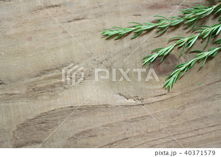 ローズマリー 40371579
