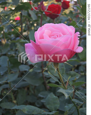秘めたるバラの花 秘めたるバラの花 40372146