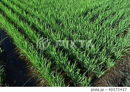 田植え2ヶ月後の水田 田植え2ヶ月後の水田 40372437