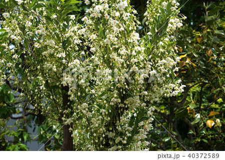 エゴノキ 40372589