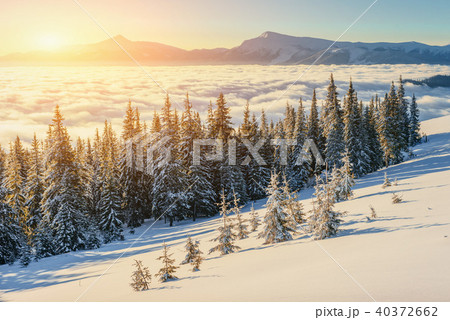 fog in winter mountains. Fantastic sunset. Carpathians. Ukraine fog in winter mountains. Fantastic sunset. Carpathians. Ukraine 40372662