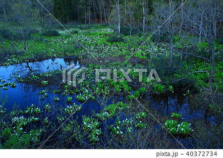 鳥海山 水芭蕉群生地 鳥海山 水芭蕉群生地 40372734