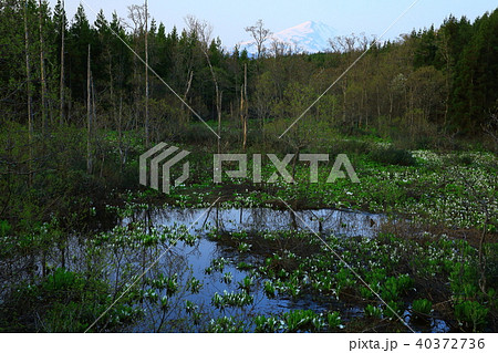 鳥海山 水芭蕉群生地 鳥海山 水芭蕉群生地 40372736