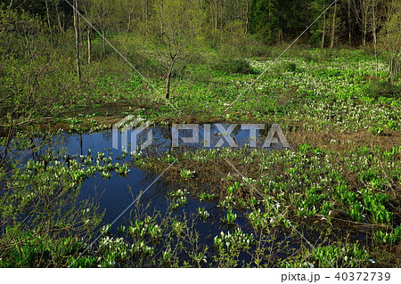 鳥海山　水芭蕉群生地 40372739