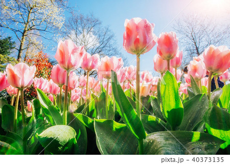 Group of pink tulips. Spring landscape. Sicily. Italy. Europe 40373135