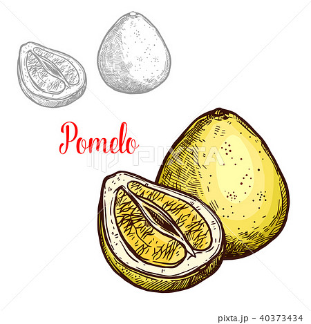 Pomelo vector sketch exotic fruit icon 40373434