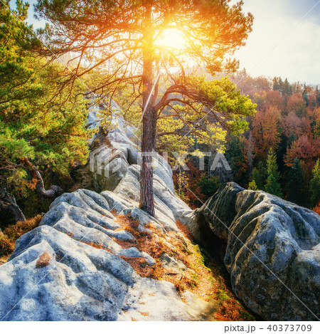 Huge stone in the forest area, in the sun. Huge stone in the forest area, in the sun. 40373709