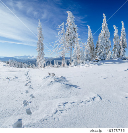 Winter tree in snow Winter tree in snow 40373736
