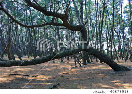 福岡市西区～佐賀県唐津の海岸空撮　虹の松原_佐賀県唐津市浜玉町 40373913