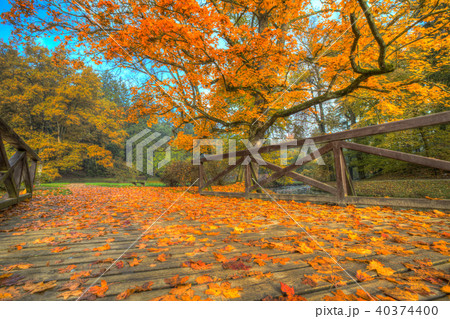 Beautiful autumn tree with fallen dry leaves 40374400