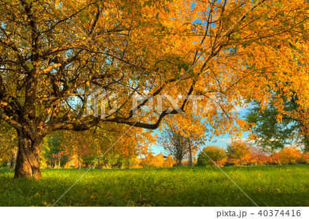 Beautiful autumn tree with fallen dry leaves 40374416