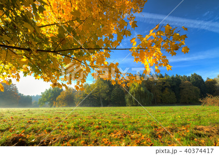 Beautiful autumn tree with fallen dry leaves 40374417