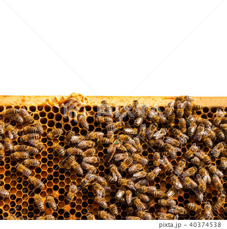 Bees on honeycomb Bees on honeycomb 40374538