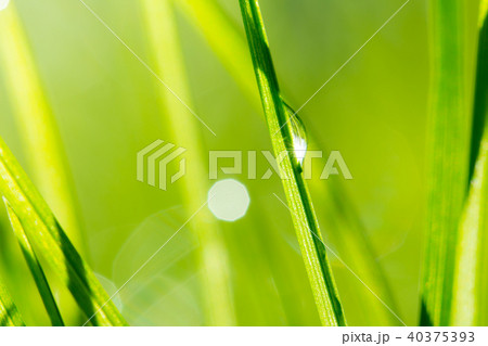 Grass, low depth of focus 40375393