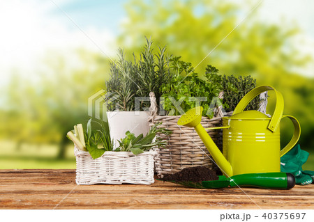 Fresh herbs in pots Fresh herbs in pots 40375697