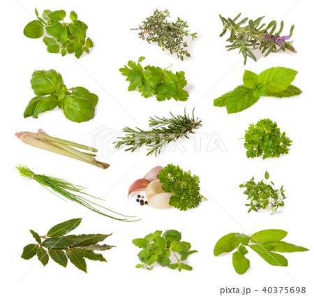 Various fresh herbs on white 40375698