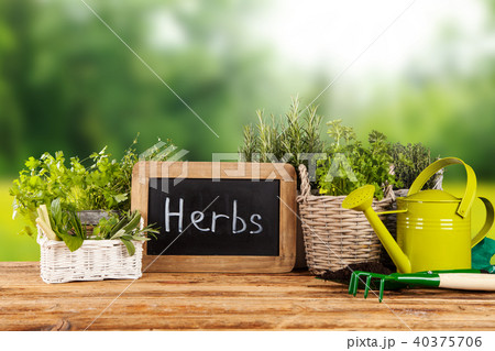 Fresh herbs in pots Fresh herbs in pots 40375706