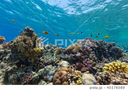 Underwater coral reef 40376089