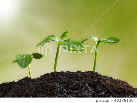 Young plants in earth, concept of new life 40376140