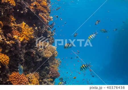 Underwater coral reef Underwater coral reef 40376436