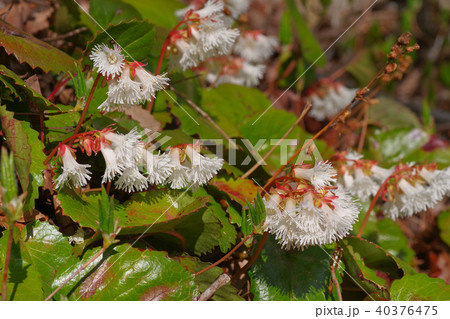 カイイワカガミ 40376475