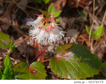 カイイワカガミ 40376479