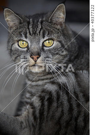 Greay cute young cat vertical portrait 40377122