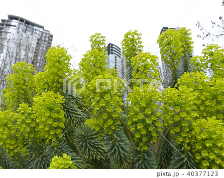 Euphorbia characias plant closeup modern building Euphorbia characias plant closeup modern building 40377123