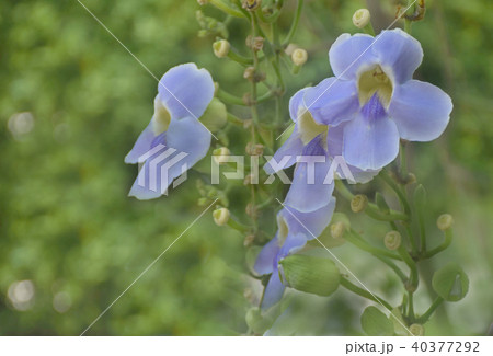Bengal clock vine, Blue Trumpet, Blue Skyflower  40377292