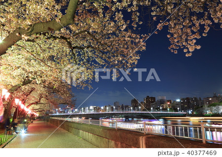 ライトアップされた桜並木と隅田川の風景 40377469