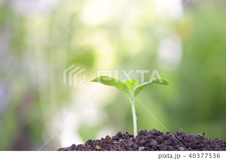 Pumpkin sprout growing 40377536